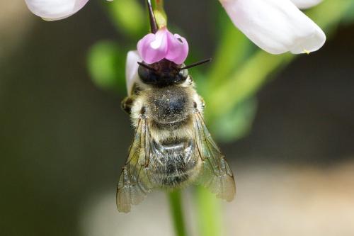 Anthophora quadrimaculata